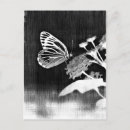Search for black and white flowers postcards Vintage