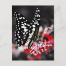 Search for butterfly postcards Pretty