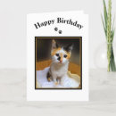 Search for calico kitten cards Cat