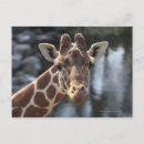 Search for giraffe looking postcards Horizontal