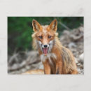Search for wild fox postcards Nature