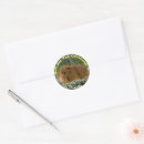 Search for small pig stickers Cute animal