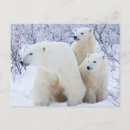 Search for canadian winter postcards Superstock