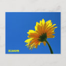 Search for spring daisy postcards Beautiful