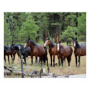 Search for vintage western posters Equestrian