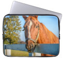 Search for thoroughbred cases Farm