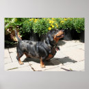 Search for dappled Pet