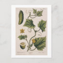 Search for plant trees postcards Botanical