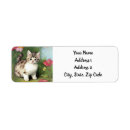 Search for red cat return address labels Kitten