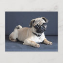 Search for lap postcards Pet