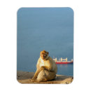 Search for gibraltar magnets Wildlife
