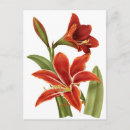 Search for vintage botanical print postcards Elegant