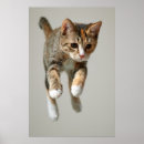 Search for jumping posters Cute