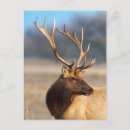 Search for alves postcards Danita delimont