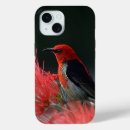 Search for scarlet cases Red