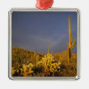 Search for tucson christmas tree decorations National park
