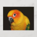 Search for pretty bird postcards Animals