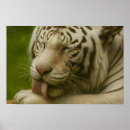 Search for white tiger posters Nature photography