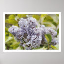 Search for fragrant posters Lilac