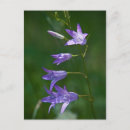 Search for spring birthday postcards Nature