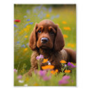 Search for cocker posters Flowers
