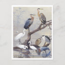Search for vintage heron postcards Illustration