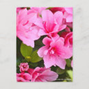 Search for azalea postcards Pink