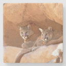Search for mountain lion coasters Wildlife