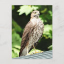 Search for speckle postcards White