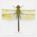 Search for white background stickers Insect