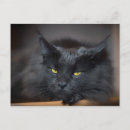 Search for kitty cat postcards Fun