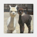 Search for alpacas magnets Funny