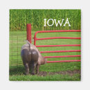 Search for mudding magnets Pig