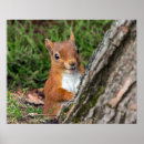 Search for red squirrel posters Wildlife