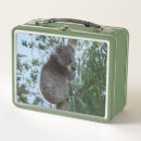 Search for koala lunch boxes For kids