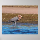 Search for reddish posters Animal