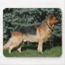 Search for dog show mousepads Canine photographer