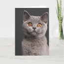 Search for british shorthair cards Animal