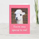 Search for alpaca lover cards Cute