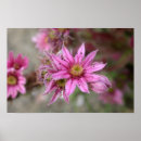 Search for sedum posters Flower