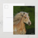 Search for haflinger postcards Animal
