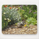 Search for wild mouse Photograph