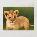 Search for cute lion postcards Nature