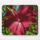 Search for hibiscus photo electronics Photography