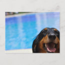 Search for pants postcards Dog