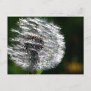 Search for dandelion plant postcards Seed