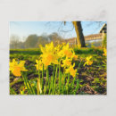 Search for daffodils postcards Nature