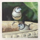 Search for birdwatcher coasters Birds