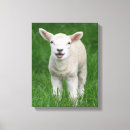 Search for baby canvas prints Lamb