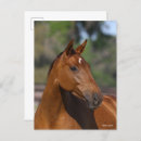 Search for horse sports postcards Animal